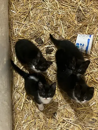 8 Week old Kittens for sale, View more