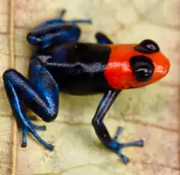 Ranitomeya Benedicta ‘Pampa Hermosa’ Dart Frogs