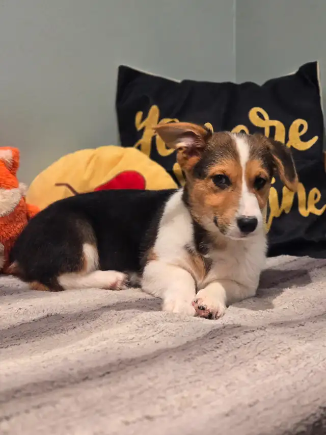 Pembroke Welsh corgi puppies in Dogs & Puppies for Rehoming in City of Toronto - Image 3