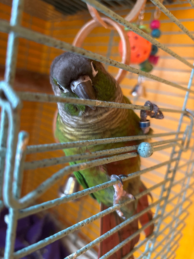 green cheeked conures both for $295 + cage in Birds for Rehoming in Oshawa / Durham Region - Image 2