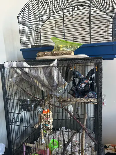 Female Rats + Cage Setup – 1.5 Months Old, View more