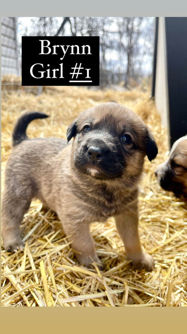 PUPPIES FOR SALE!! in Dogs & Puppies for Rehoming in Winnipeg