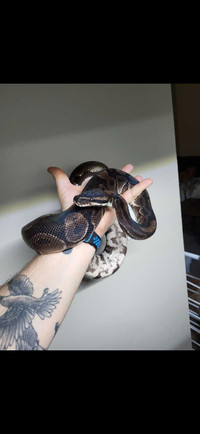Mature,  healthy male ball python 