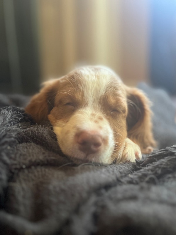 Brittany Spaniel Puppies Dogs & Puppies for Rehoming Hamilton Kijiji
