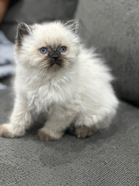 The CUTEST pure Himalayan Kittens