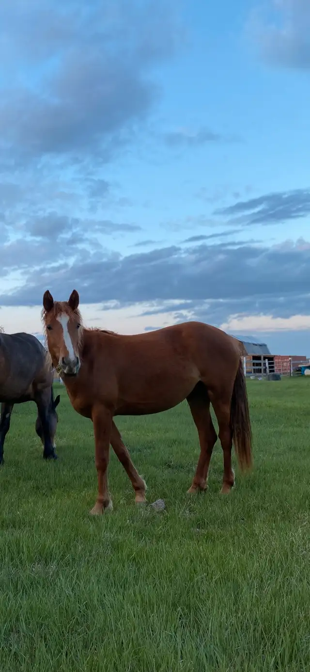 Mares for sale in Horses & Ponies for Rehoming in Fort St. John - Image 8