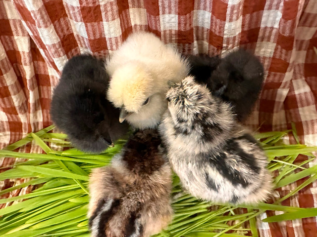 Silkie chicks available in Livestock in Napanee - Image 4
