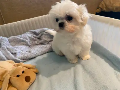 Maggie has two beautiful boys. These two puppies are purebred Korean Maltese. They have pure white c...