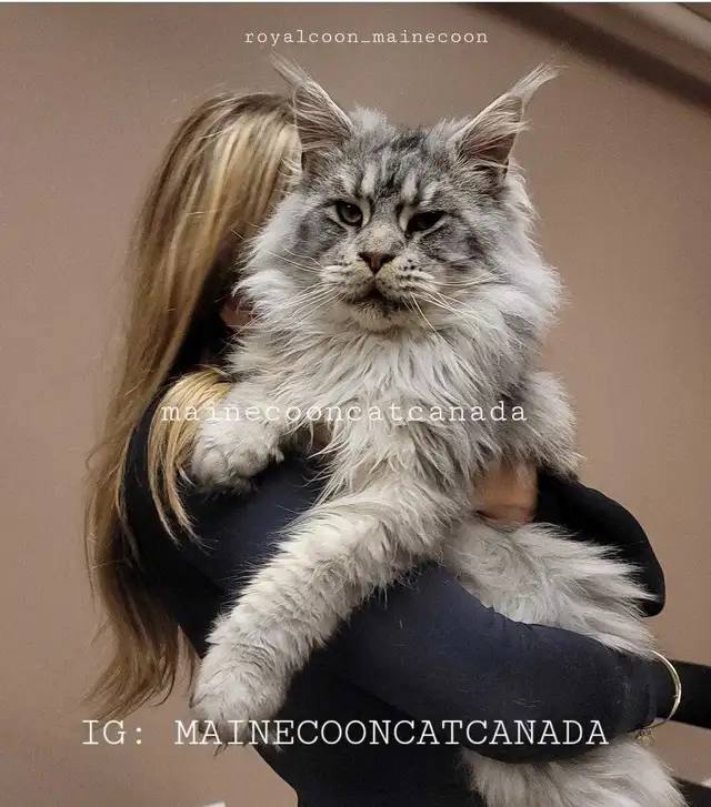Purebred Maine Coons XL in Cats & Kittens for Rehoming in Oakville / Halton Region - Image 11