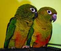 Young Yellow Sided Conure Pair FRIENDLY