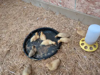 Call Ducklings, View more