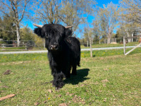 Highland cow , Bull