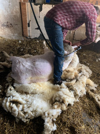 Sheep shearing & hoof trimming 