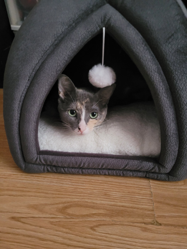 Cat free to good home in Cats & Kittens for Rehoming in North Bay