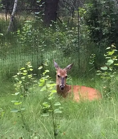 Basement Apartment for long or short term rent, View more