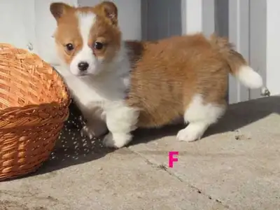 2 very cute corgi puppies looking for new homes. One boy and one girl. Pics are marked. M or F. Text...