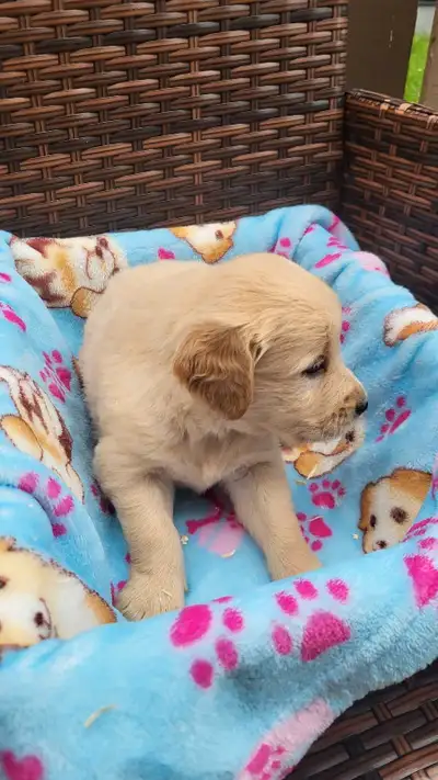 goldenretriver, View more