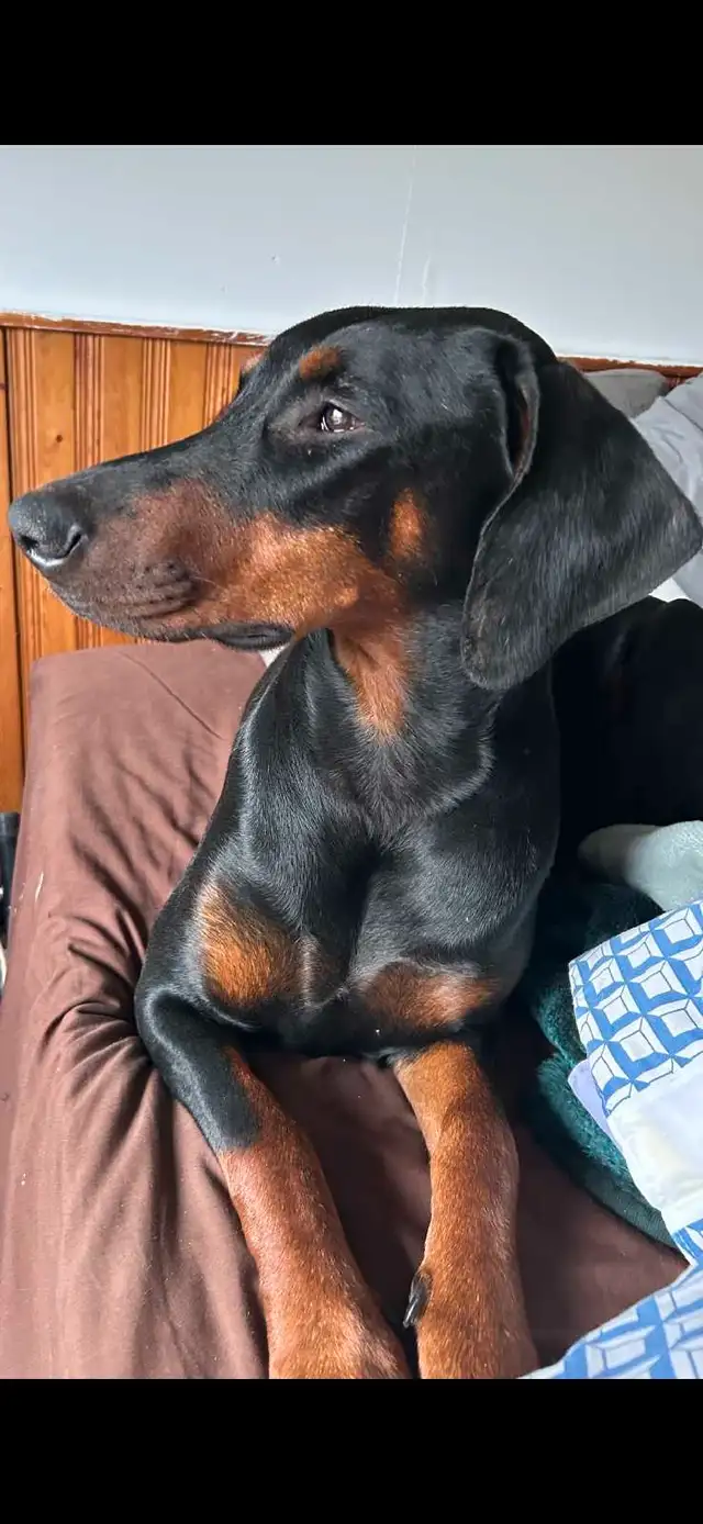 Doberman Européen et/ou américain in Dogs & Puppies for Rehoming in Laval / North Shore - Image 3
