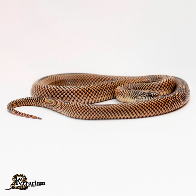Serpent roi d'apalachicola - Striped - Mâle dans Reptiles et amphibiens à adopter  à Ville de Québec - Image 3