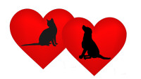 ❤️❤️❤️ Loving cat boarding, cat sitter/ pet sitter ❤️❤️❤️