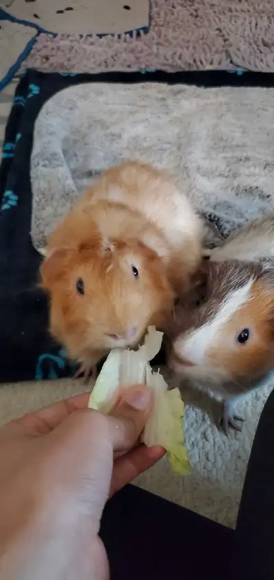 Hi There! I am giving my beloved 2 male 8 month guinea pigs that have been with me since they were b...