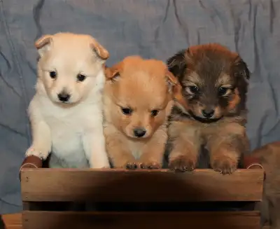 Adorable Purebred Pomeranian Puppies, View more