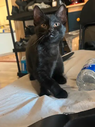 Black male kitten 3 months looking for new home, View more