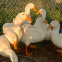 LAST CALL Pekin Duck Hatching Eggs — Delivery available 