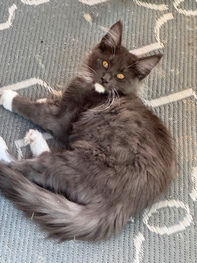 Beautiful Maine Coons in Cats & Kittens for Rehoming in Moncton - Image 2