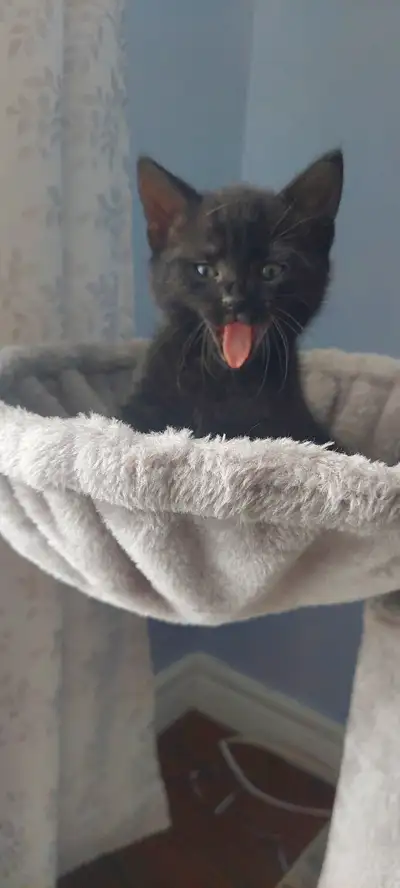 Looking for loving and caring home. Sweet and playful male kitten ready for his forever home. Eating...