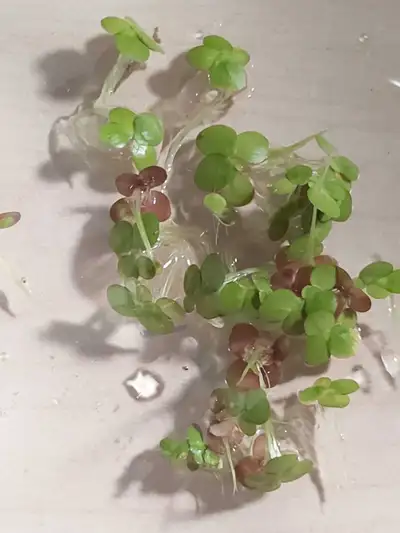 Selling duckweeds plants for $2 per sandwich bags For faster reply plz text @ 647-403-2143