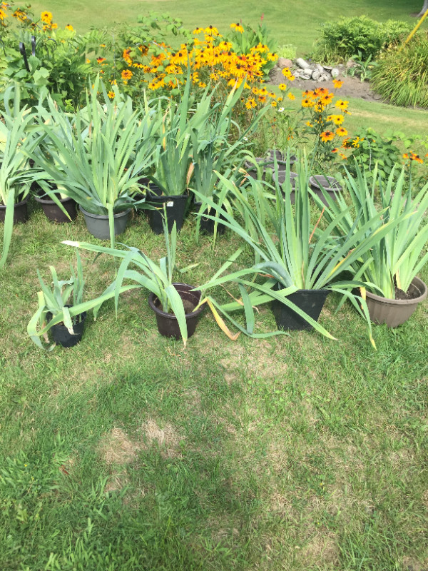 Perennial - Iris in Plants, Fertilizer & Soil in Oshawa / Durham Region