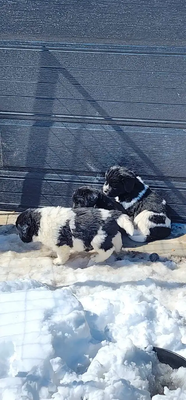 Newfoundland puppies from Xtra large parents in Dogs & Puppies for Rehoming in Ottawa - Image 9