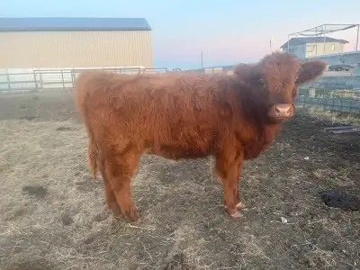 Have a 6 month old highland Hereford heifer for offers. Sire- highland Dam- Hereford angus cross Thi...