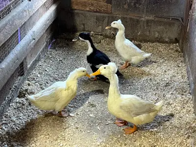 4 canards, View more