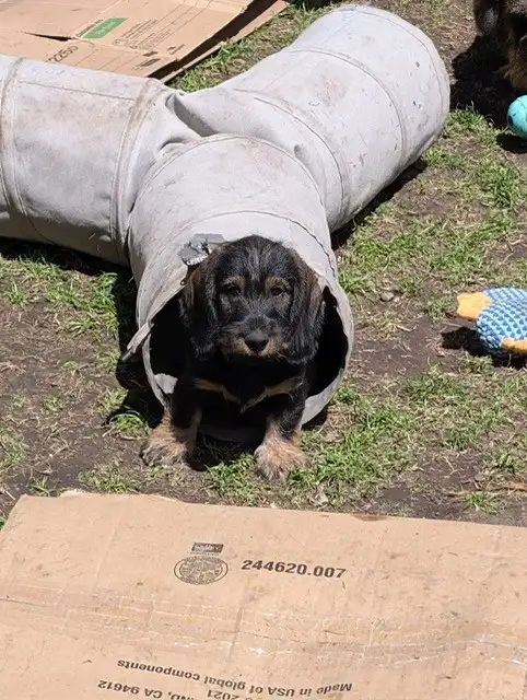Puppies () in Dogs & Puppies for Rehoming in Markham / York Region - Image 5