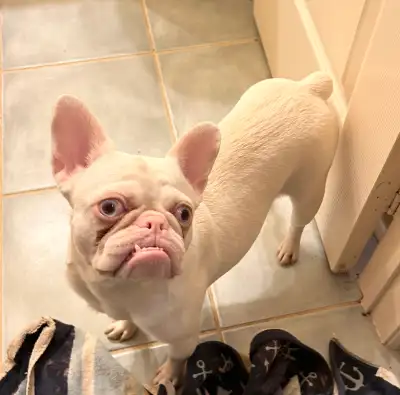 French Bulldog Female, View more