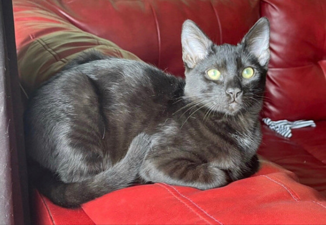 ⭐️ Melanistic Bengal ⭐️ Female under 1 year in Cats & Kittens for Rehoming in Vancouver