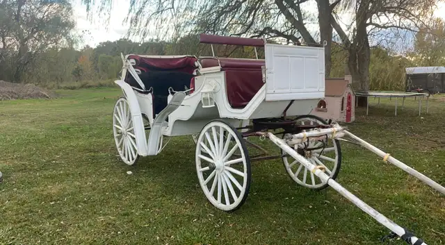 Troyer Carriage in Horses & Ponies for Rehoming in St. Catharines - Image 3