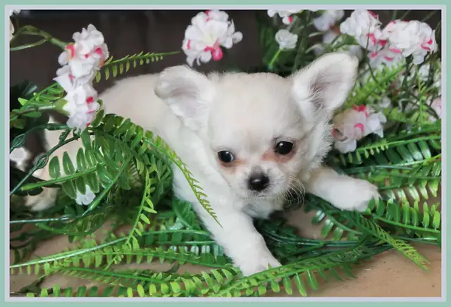Very Fancy- White, Black tri, Blue tri, white  Chihuahua puppie in Dogs & Puppies for Rehoming in City of Toronto - Image 10