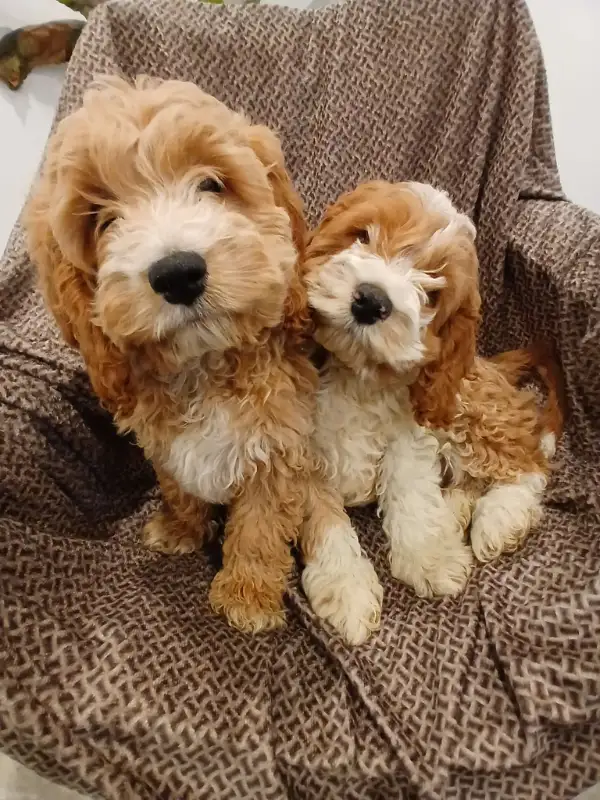 Super Cute Cockapoo Puppys Ready To Go Home! in Dogs & Puppies for Rehoming in City of Toronto - Image 7