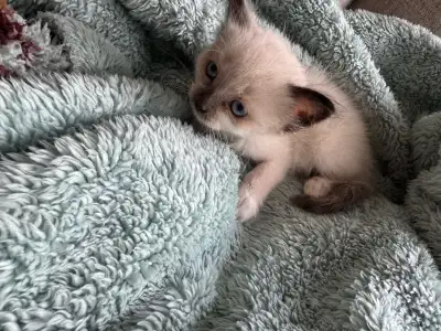 kitten seal point/cross Ragdoll, View more