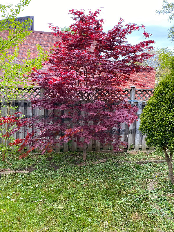 Beautiful Mature 14ft Bloodgood Japanese Maple Tree in Plants, Fertilizer & Soil in City of Toronto