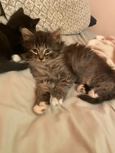 Ready Friday Aug 8. Vet checked, vaccinated and dewormed kittens available. Litter box trained. Supe...