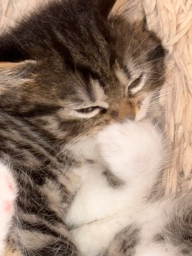 Chaton pour adoption in Cats & Kittens for Rehoming in City of Montréal - Image 4