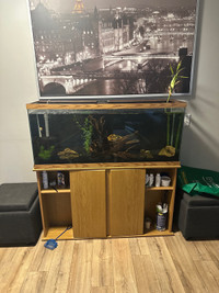 55 Gallon aquarium with everything you need 