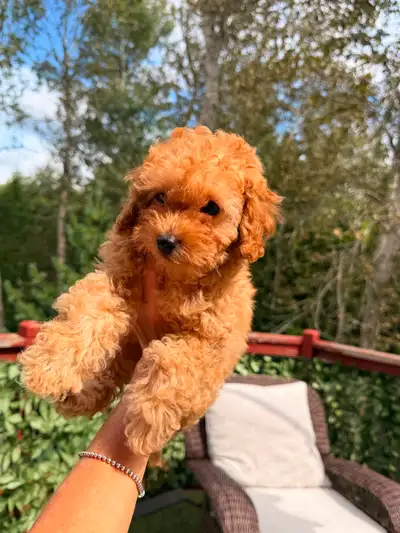Toy poodle puppies, View more
