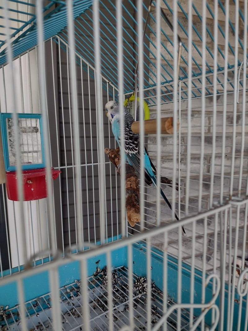 Beautiful Budgie with cage and stand, Birds for Rehoming London