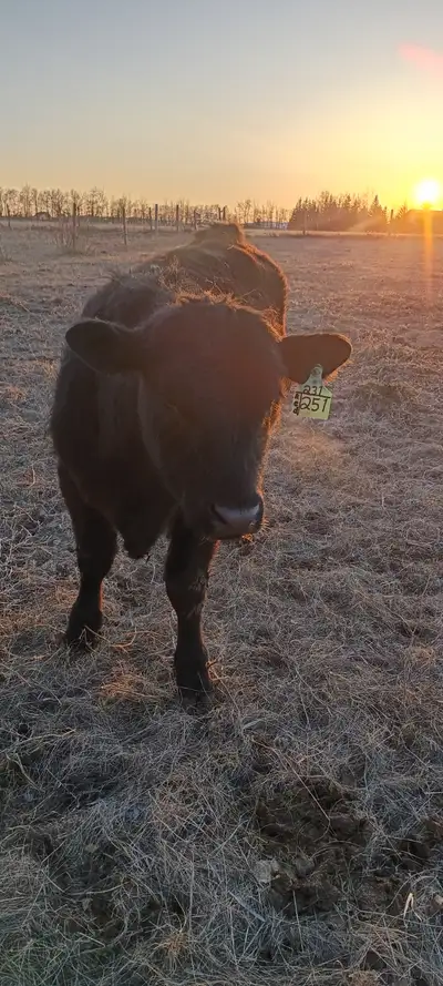 Purebred Angus Bulls, View more