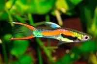 Endlers for sale fresh water fish
